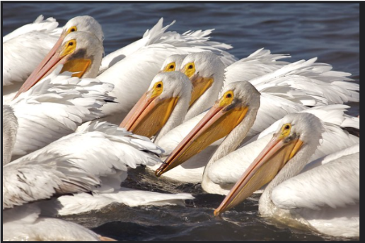 Nature photography by Peter Norvig