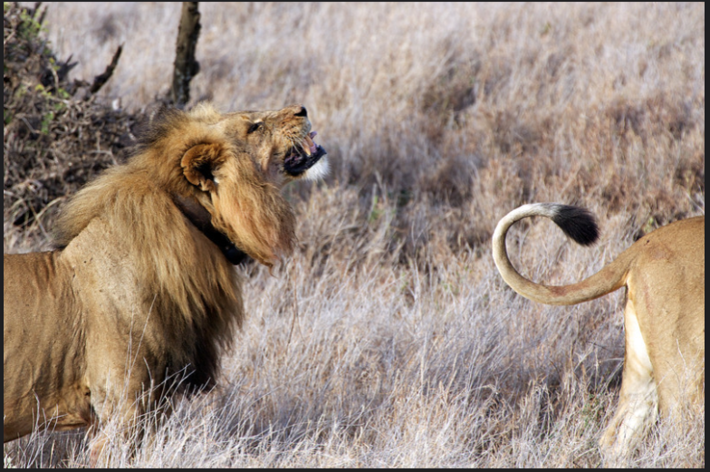 photo by Peter Norvig https://pn.smugmug.com/Nature/Africa-2011/i-bbsQv4r/A